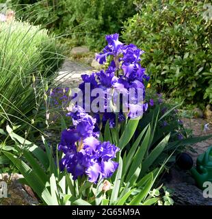 Iris, die Schwertlilie ist eine wild wachsende Blume mit blauen Bluten. Die Iris ist eine wilde Blume mit blauen Blüten. Stockfoto