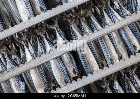 Makrele hängt in einem speziellen Metallbehälter. Der Fisch wird für den Rauchprozess vorbereitet Stockfoto