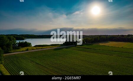 Bepflanzte Feldfrucht unter einem dramatischen Sonnenuntergang Himmel. Maisfeld mit No-Till-Technologie im Frühsommer an einem sonnigen Tag gesät. Das fruchtbare Land der Landwirtschaft. Nahrung auf schwarzem Boden im Garten. Thema Industrieaktien. Hochwertige Fotos Stockfoto