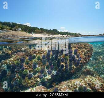 Strand und Seeigel unter Wasser, Küste von Galicien in Spanien, Split Blick über und unter der Wasseroberfläche, Atlantischer Ozean, Bueu, Pontevedra Provinz Stockfoto