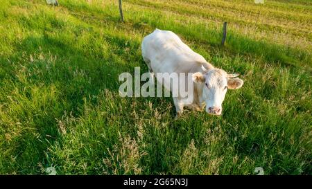 Luftaufnahme von Viehkühen im Gras auf einer Wiese, die mit einer Drohne aufgenommen wurde. Hochwertige Fotos Stockfoto