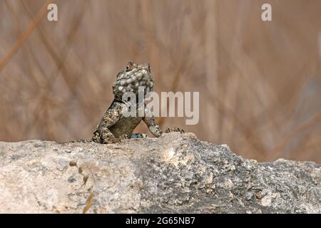 Agama-Eidechse schaut sich um, während sie sich in der Sonne sonnt Stockfoto