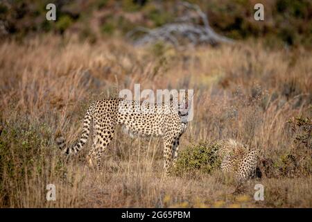 Gruppe von Geparden, die sich auf einem Blauen Gnus in der WGR, Südafrika, ernähren. Stockfoto