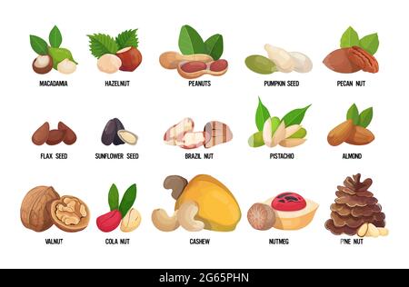 Set von benannten Nüssen und Samen auf weißem Hintergrund isoliert gesunde vegetarische Ernährung Konzept horizontal Stock Vektor