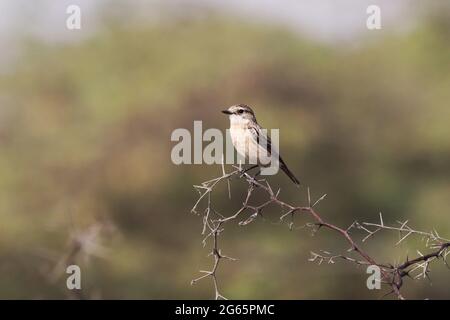 Sibirischer Stonechat thront auf einem Ast Stockfoto