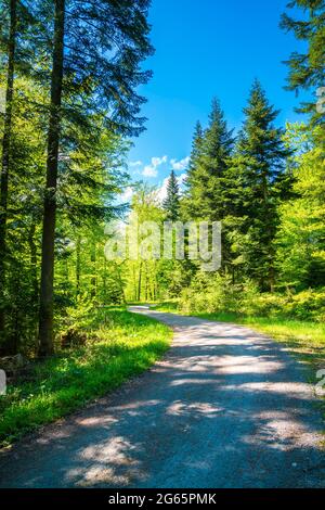 Deutschland, geschwungener Wanderweg durch grüne wunderschöne, magische Waldlandschaft feinster deutscher Natur im Sommer mit Sonne Stockfoto