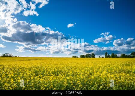 Deutschland, schönes gelb endlos blühendes Rapsblütenfeld mit Sonne im Sommer unter blauem Himmel Stockfoto