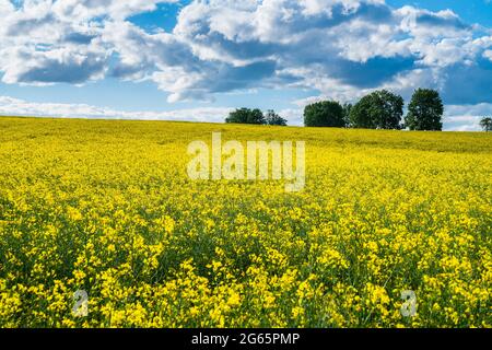 Deutschland, Gelb endlos blühendes Rapsblütenfeld mit Sonne im Sommer Stockfoto