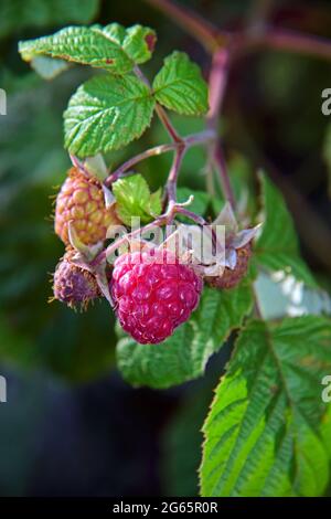 Nahaufnahme einer Gruppe von Himbeeren in verschiedenen Reifungsphasen, mit einem verschwommenen Hintergrund von grünem Laub. Stockfoto