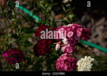 Britische Gartenwildblumen in einem Sommergarten-Setting. Wunderschöne Sommerfarben Stockfoto