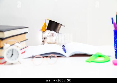 Britische Kurzhaarkatze in einem Abschlusshut studiert. Auf dem Tisch befinden sich Studienmaterialien. Humor. Zurück zur Schule. Lernen und Selbstbildung Stockfoto