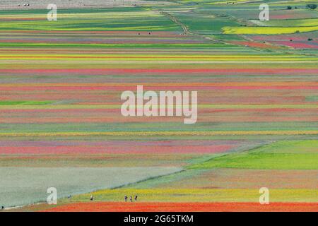 Die vielen Farbtöne der Blüte, Castelluccio di Norcia, Perugia, Umbrien, Italien Stockfoto