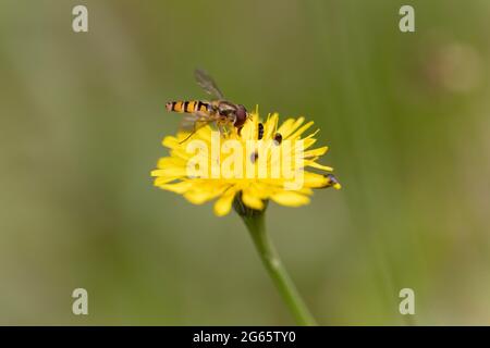 Marmalade Hoverfly Episyrphus balteatus fliegend oder auf Blume zu suchen Stockfoto