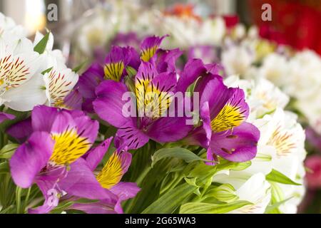 Bunte Alstroemeria Blumen. Einen großen Blumenstrauß aus den vielfarbigen Rosen in der Flower Shop werden in Form einer Geschenkbox verkauft. Stockfoto