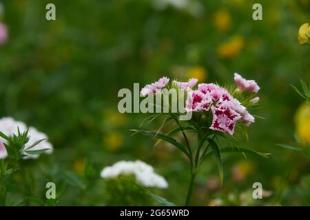 Britische Gartenwildblumen in einem Sommergarten-Setting. Wunderschöne Sommerfarben Stockfoto