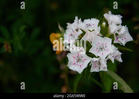 Britische Gartenwildblumen in einem Sommergarten-Setting. Wunderschöne Sommerfarben Stockfoto