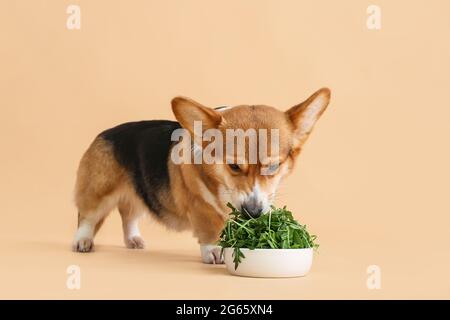 Cute Corgi Hund essen Kräuter auf Farbe Hintergrund Stockfoto