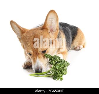 Süßer Corgi Hund mit Petersilie auf weißem Hintergrund Stockfoto