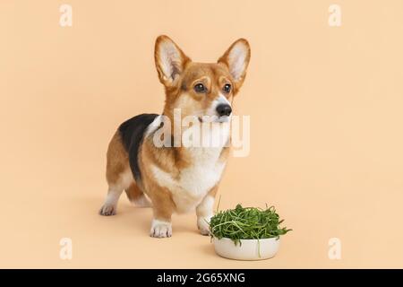 Niedlicher Corgi Hund und Schale mit Kräutern auf farbigem Hintergrund Stockfoto