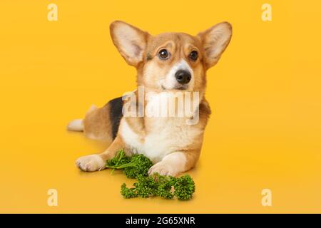 Niedlicher Corgi Hund mit Petersilie auf farbigem Hintergrund Stockfoto