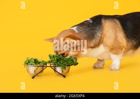 Cute Corgi Hund essen Kräuter auf Farbe Hintergrund Stockfoto