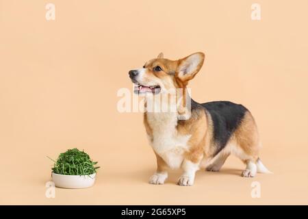 Niedlicher Corgi Hund und Schale mit Kräutern auf farbigem Hintergrund Stockfoto