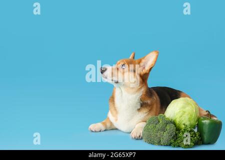 Niedlicher Corgi Hund mit Gemüse auf farbigem Hintergrund Stockfoto