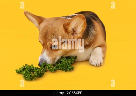 Niedlicher Corgi Hund mit Petersilie auf farbigem Hintergrund Stockfoto