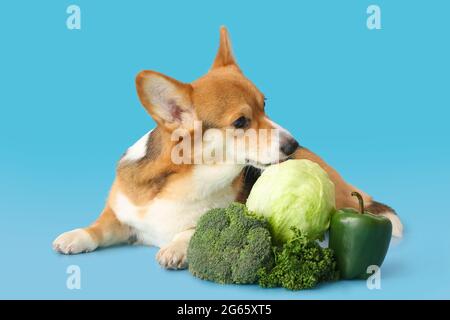 Niedlicher Corgi Hund mit Gemüse auf farbigem Hintergrund Stockfoto