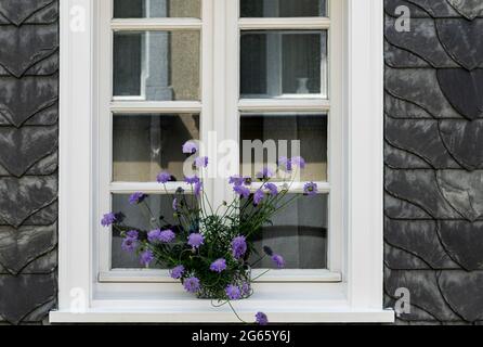 Altes Fenster im Haus mit gelben Wänden klettern rote Rosen Dekoration, traditionelle Fachwerk Landhaus, Stockfoto