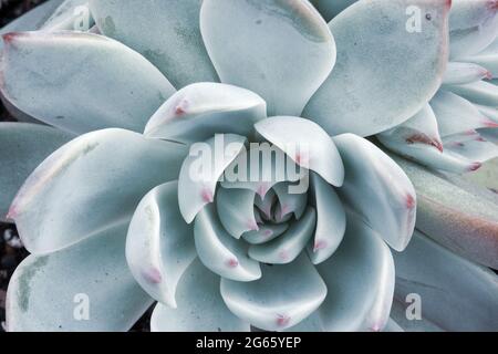 Nahaufnahme der Echeveria Sukulente schöne Rosette aus himmelblauen Blättern Stockfoto