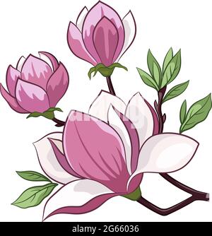 Zweig eines Frühlings blühende Magnolienbaum Blumen isoliert auf einem weißen Hintergrund. Vektor Stock Vektor