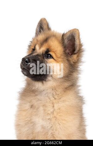 Drei Monate alter Eurasier-Welpe, fotografiert im Studio vor weißem Hintergrund. Stockfoto