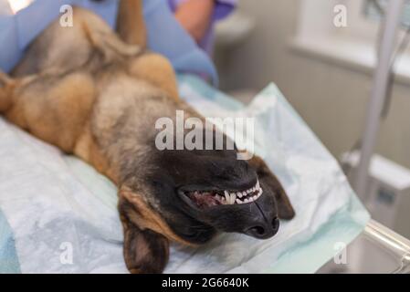 Hund unter Narkose während der Operation in einer Tierarztklinik.Deutscher Schäferhund ist betäubt. Veterinärkonzept.Nahaufnahme. Stockfoto