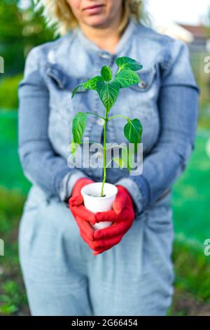 Eine kaukasische Frau in einem Jeansjumpsuit pflanzt im Garten. Ein Plastikbecher mit einem Pfeffersprieß, bereit für Sämlinge, in den Händen einer Frau. Frühjahrssämlinge. Pflanzenpflege. Gemüse gießen und umpflanzen. Konzentrieren Sie sich auf die Anlage. Selektiver Fokus. Stockfoto