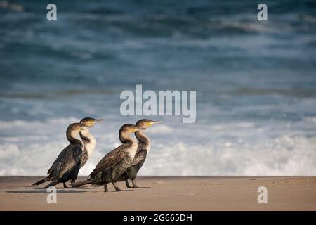 Tiere in freier Wildbahn - Gruppe von Kormoranen im Robberg Nature Reserve, Plettenberg Bay, Südafrika Stockfoto
