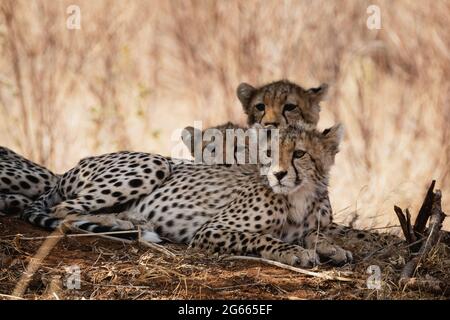 Drei Geparden, die sich unter einem Busch im Samburu National Reserve, Nordkenia, ausruhen Stockfoto