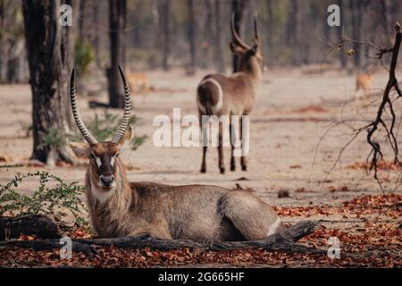 Tiere in freier Wildbahn - Wasserböcke im Liwonde Nationalpark, Malawi Stockfoto