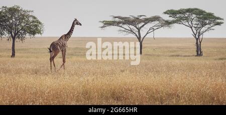 Tiere in freier Wildbahn - Serengeti-Landschaft mit einsamer Giraffe wandernd, Tansania Stockfoto