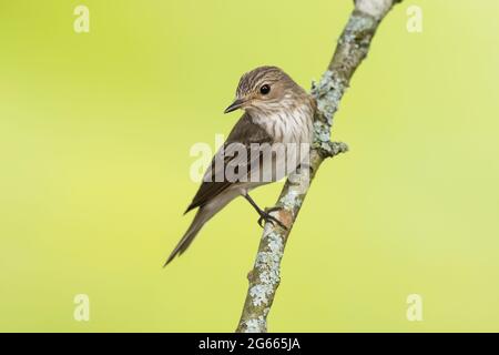 Gefleckter Flycatcher auf einem Apfelbaum-Ast Stockfoto