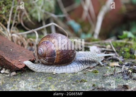 Eine Schnecke, die auf einem Felsen sitzt Stockfoto