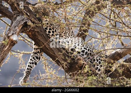 Junger Leopard, der auf einem Baumzweig ruht - Samburu National Reserve, Kenia Stockfoto