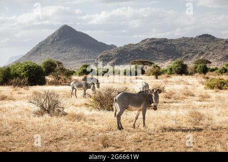 Gruppe von Grevy-Zebras im Samburu-Nationalreservat, Nordkenia Stockfoto