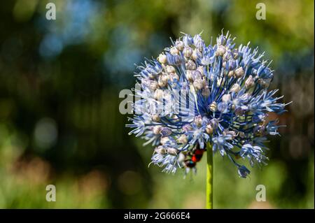 Knoblauchsamen, die Knoblauchblüte. Bouquet von Knoblauchkörnern. Zukünftige Ernte. Kleine Samen. Stockfoto