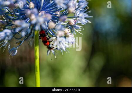 Roter Käfer auf den Knoblauchkörnern. Knoblauchblüte. Bouquet von Knoblauchkörnern. Zukünftige Ernte. Stockfoto