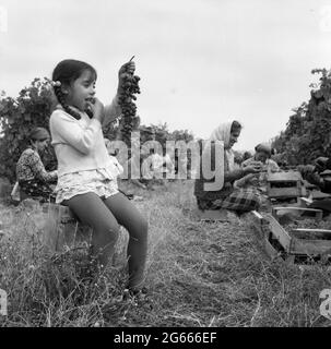 Staatliche landwirtschaftliche Genossenschaft im kommunistischen Rumänien, in den 1970er Jahren. Bauern ernten Trauben. Stockfoto