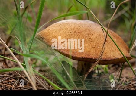 Essbarer Pilzboletus. Sehr schmackhafter Pilz im Wald. Natürliche Ressourcen. Atemberaubende Natur. Stockfoto