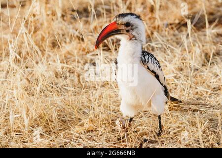 Tiere in freier Wildbahn - Hornbill - Samburu National Reserve, Nordkenia Stockfoto