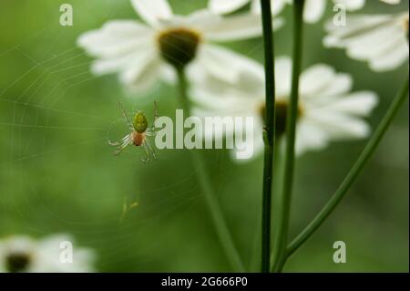 Eine Spinne sitzt auf einem Netz und bewundert Gänseblümchen. Ein Waldbewohner in seinem Lebensraum. Schöner natürlicher Hintergrund. Stockfoto