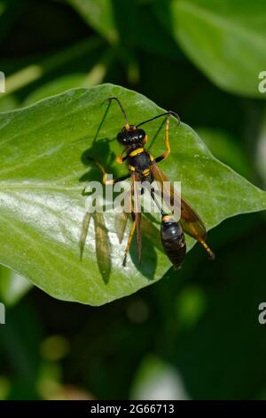 Gelbbeinige Schlammtaubenwespe oder Schwarz-und-Gelb Schlammtauber oder Schwarz-taillierte Schlammtauber (Sceliphron Caementarium) Stockfoto